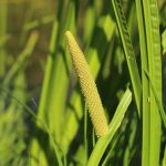 Acorus calamus kaufen