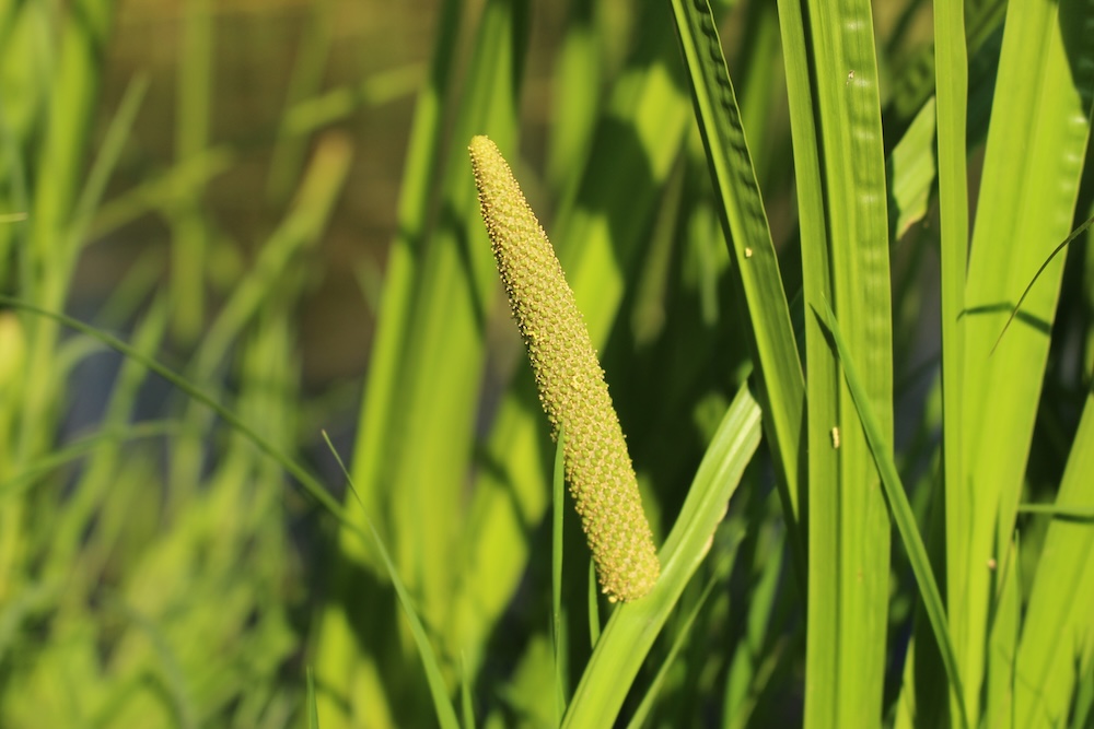 Acorus calamus kaufen