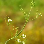 Alisma plantago aquatica kaufen