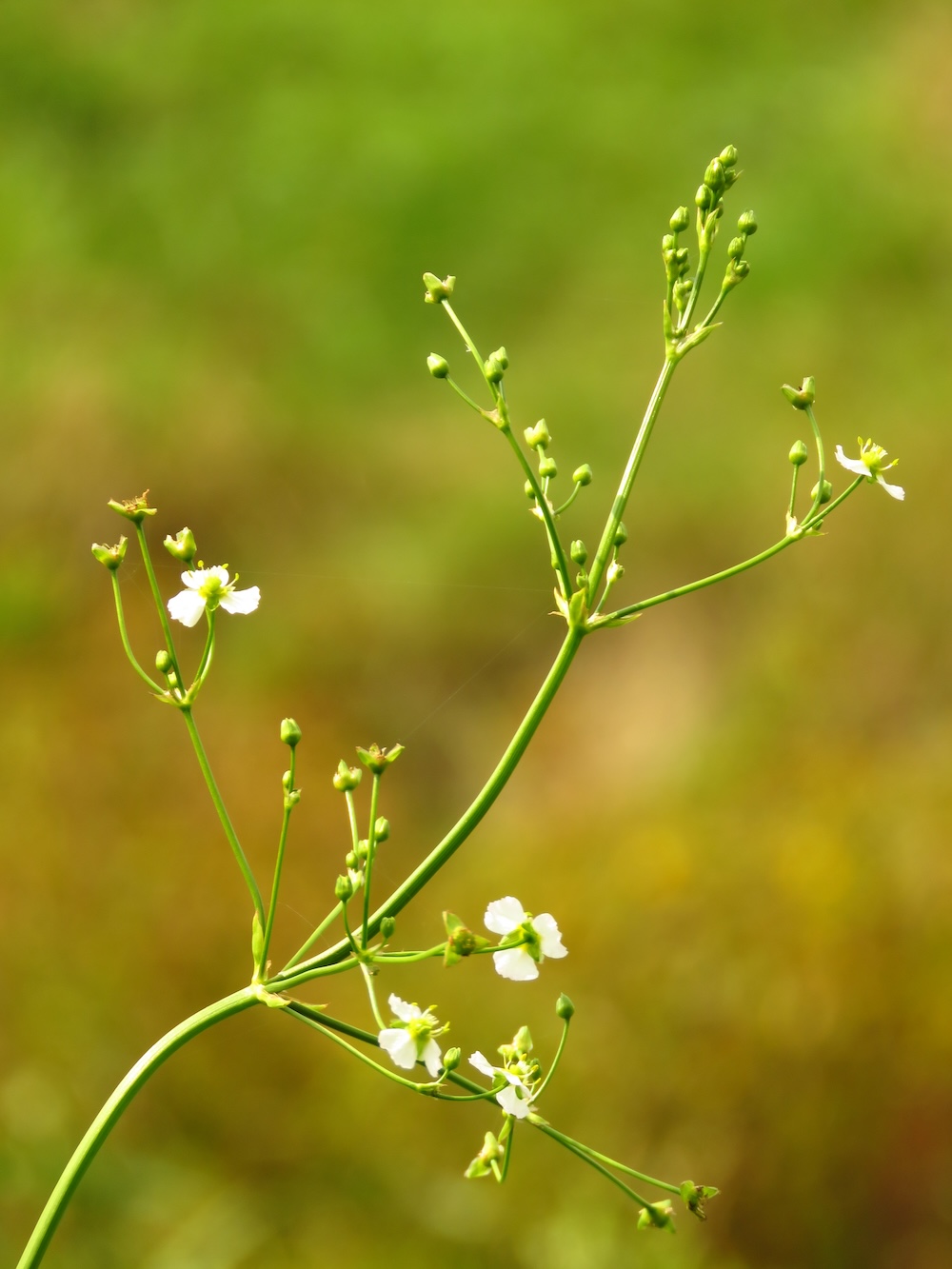 Alisma plantago aquatica kaufen