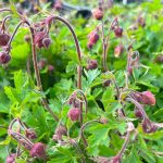 Bach-Nelkenwurz Blumen