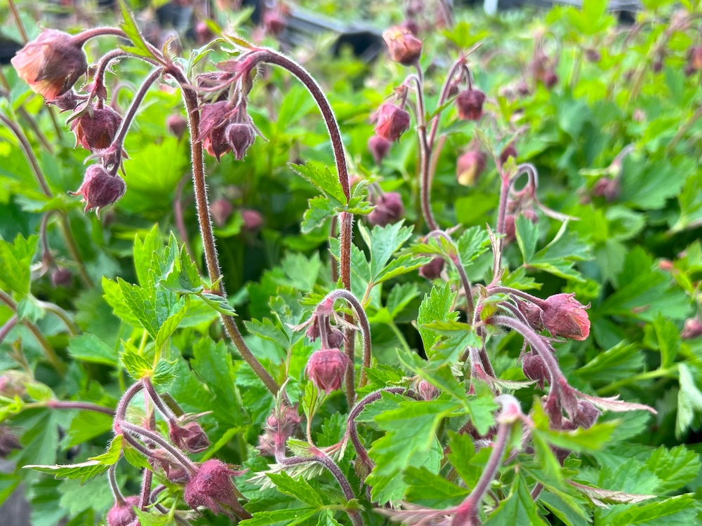 Bach-Nelkenwurz Blumen