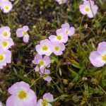 Baldellia ranunculoides kaufen