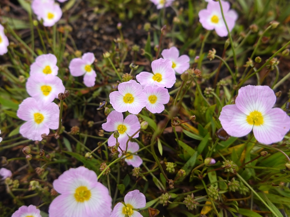 Baldellia ranunculoides kaufen