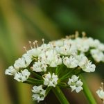 Berle Blumen