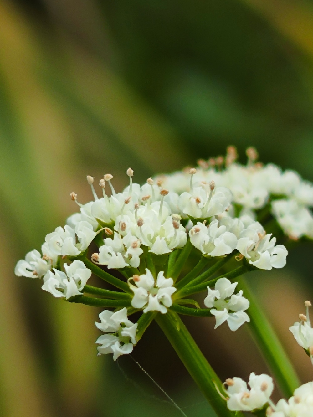 Berle Blumen