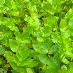 Berula erecta kaufen