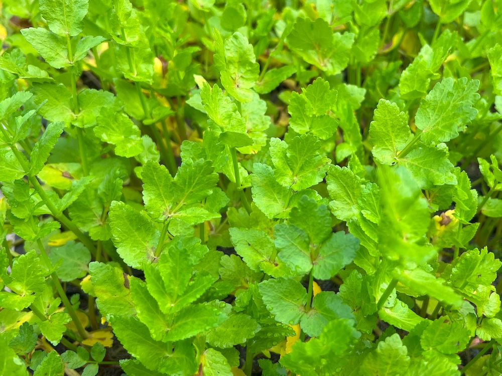 Berula erecta kaufen