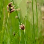 Bolboschoenus maritimus kaufen