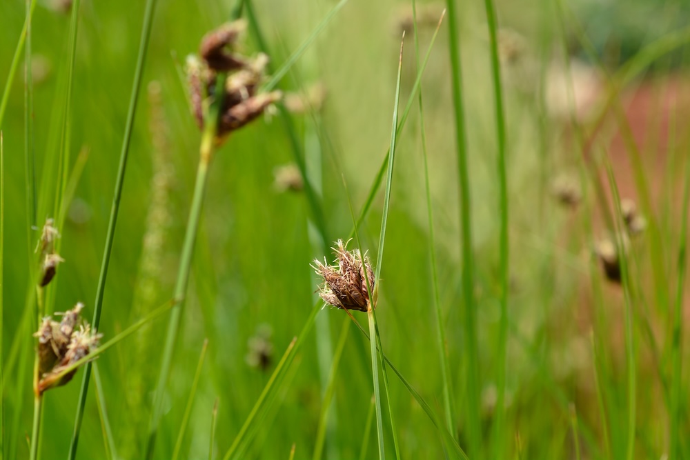 Bolboschoenus maritimus kaufen