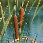 Breitblättriger Rohrkolben kaufen