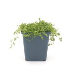Callitriche palustris kaufen