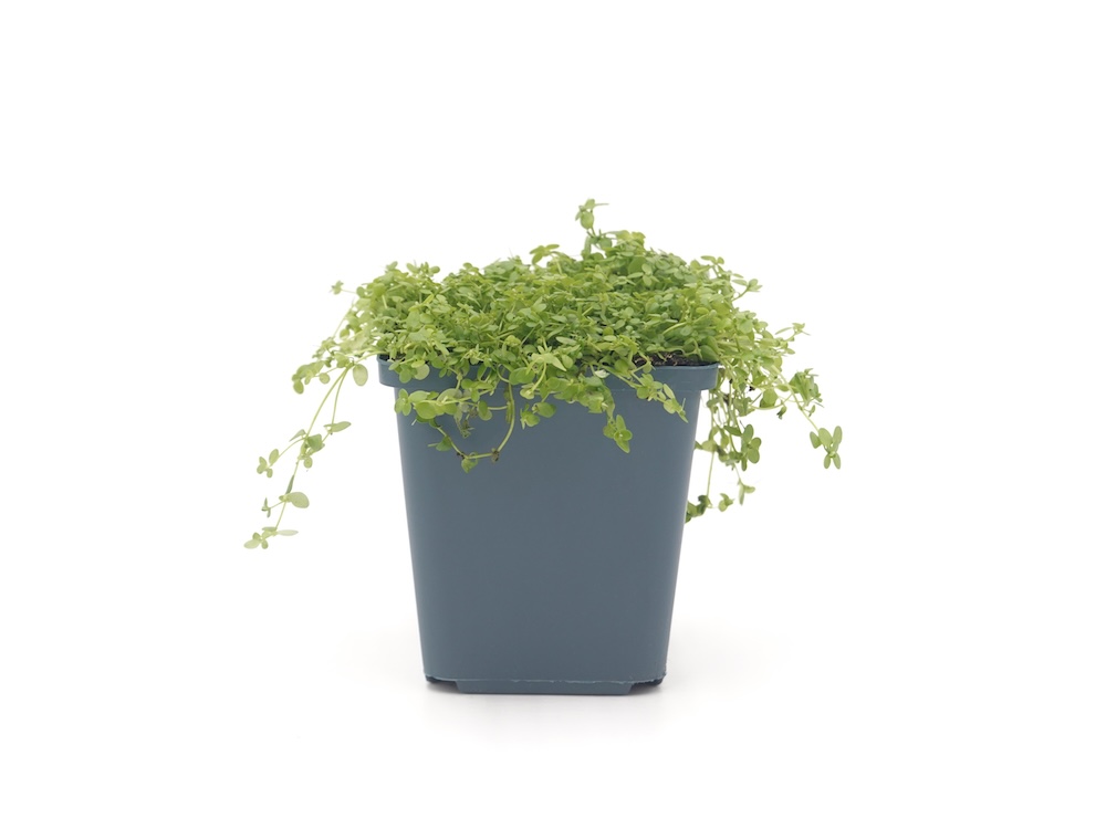 Callitriche palustris kaufen
