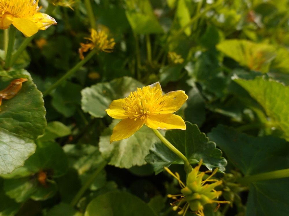 Caltha palustris kaufen
