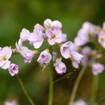 Cardamine pratensis kaufen
