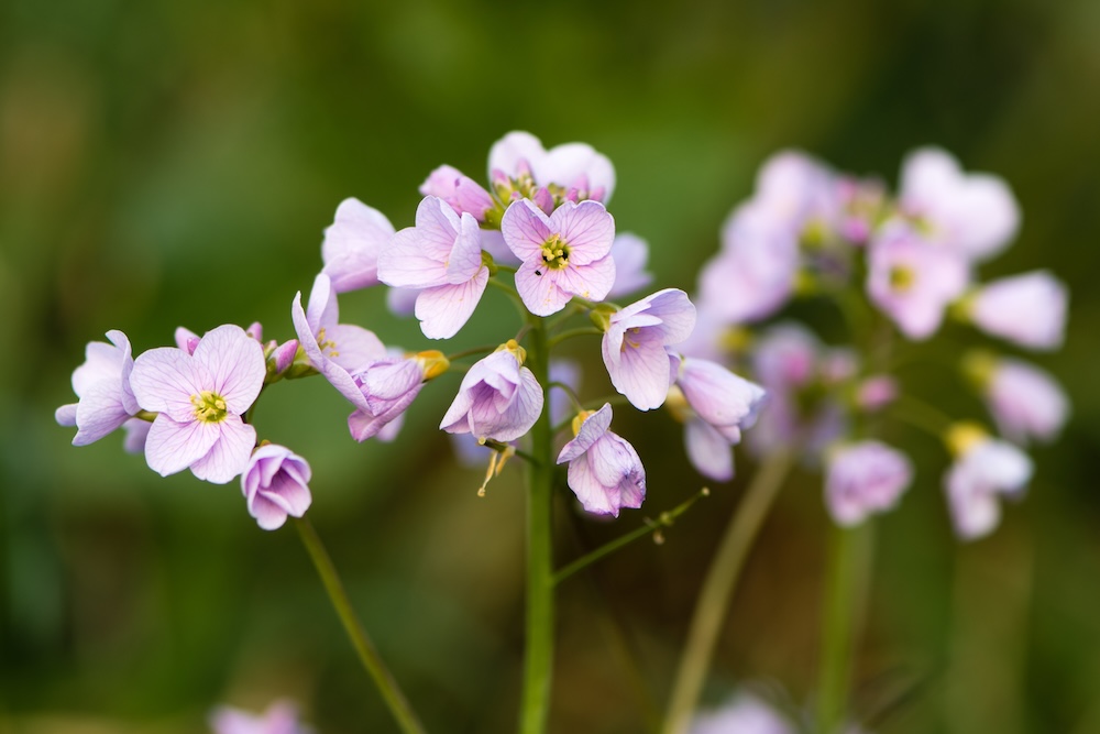 Cardamine pratensis kaufen