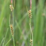 Carex panicea kaufen
