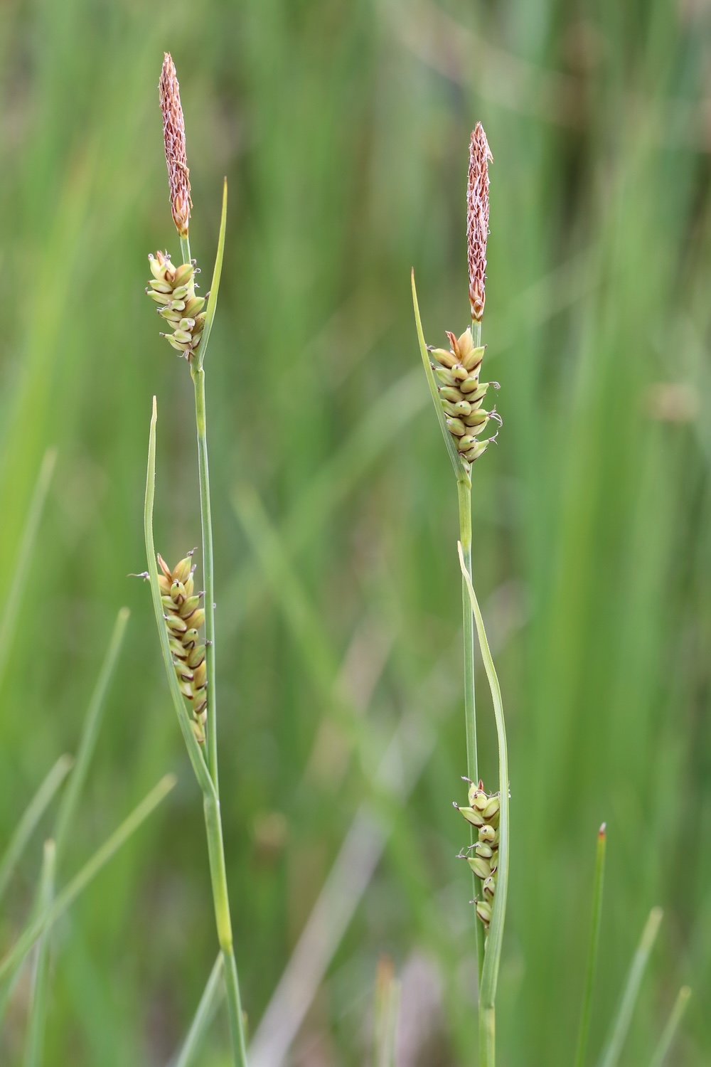 Carex panicea kaufen