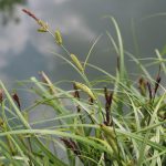 Carex riparia kaufen