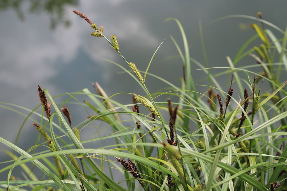 Carex riparia kaufen