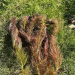 Ceratophyllum submersum kaufen