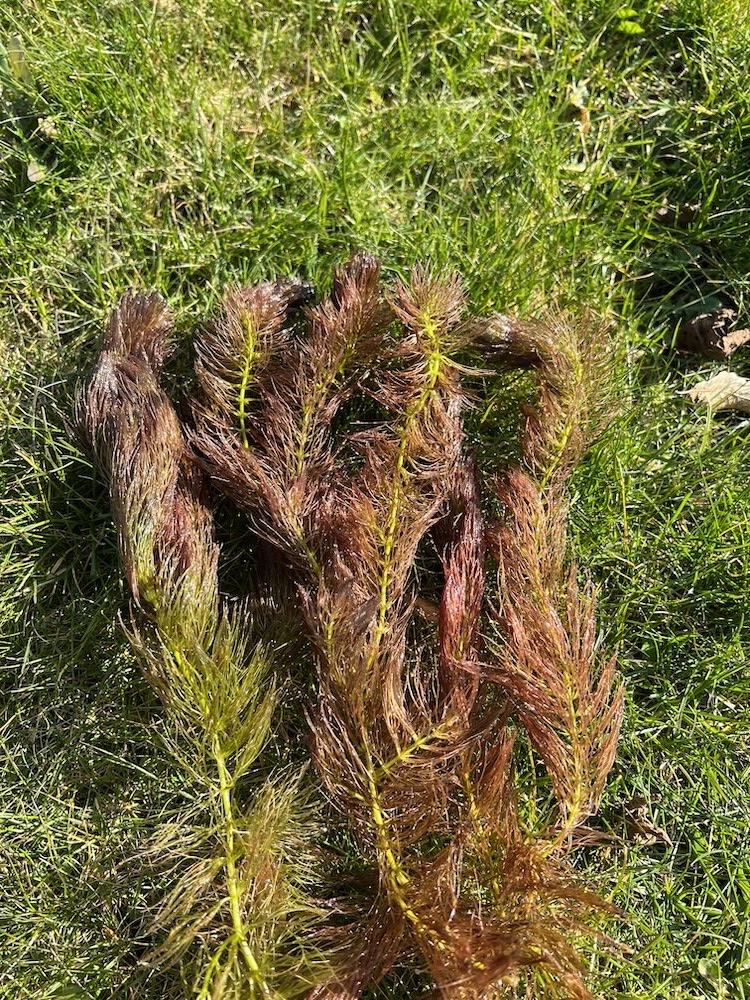Ceratophyllum submersum kaufen