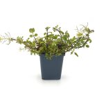 Echte Brunnenkresse aus Töpfen