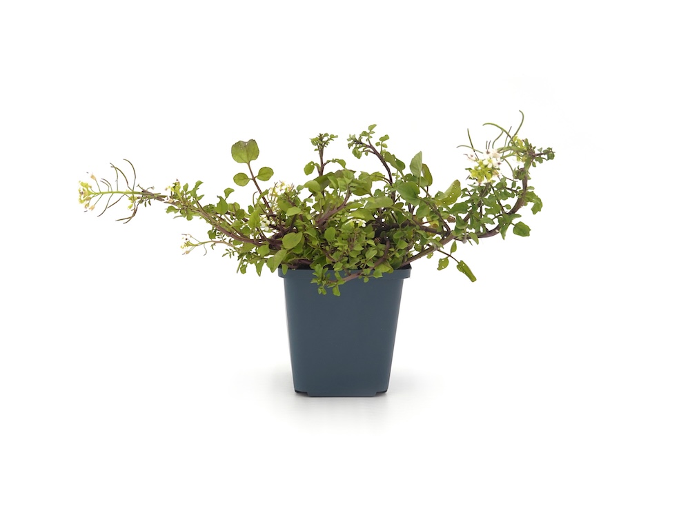Echte Brunnenkresse aus Töpfen