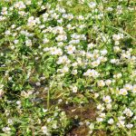 Efeublaettriger wasserhahnenfuss kaufen