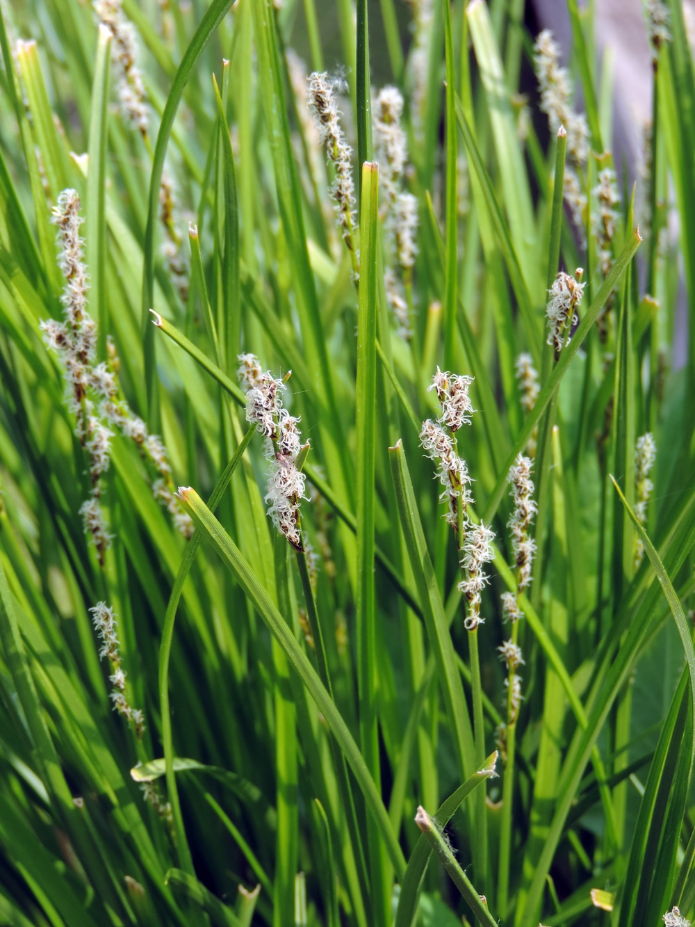 Eleocharis palustris kaufen