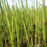 Equisetum fluviatille kaufen