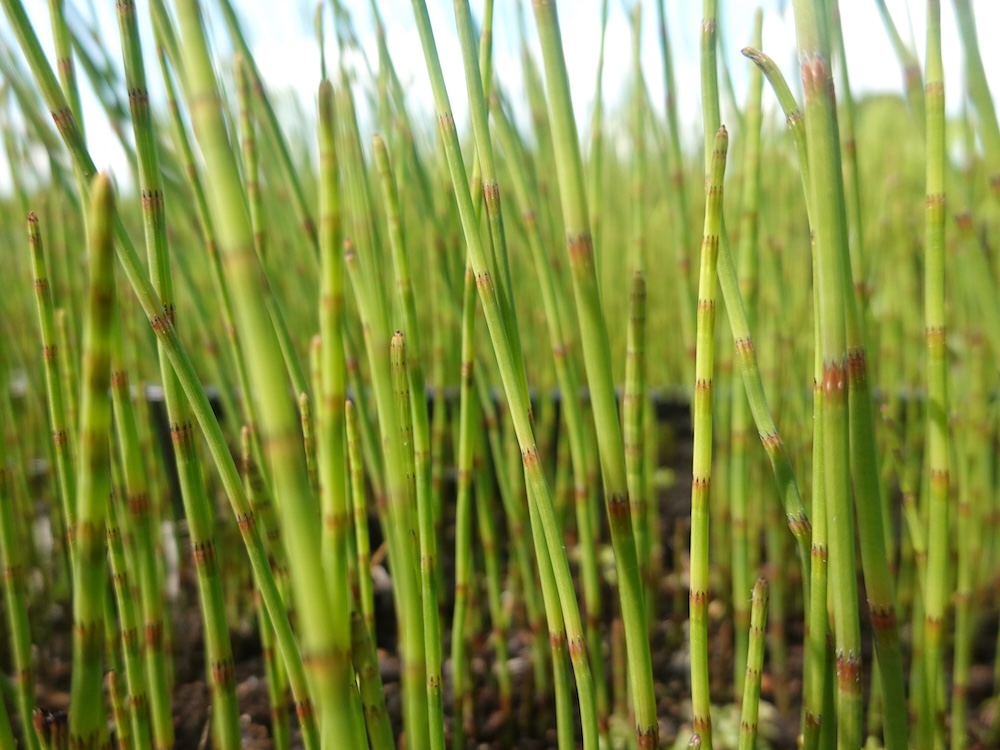 Equisetum fluviatille kaufen