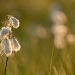 Eriophorum angustifolium kaufen