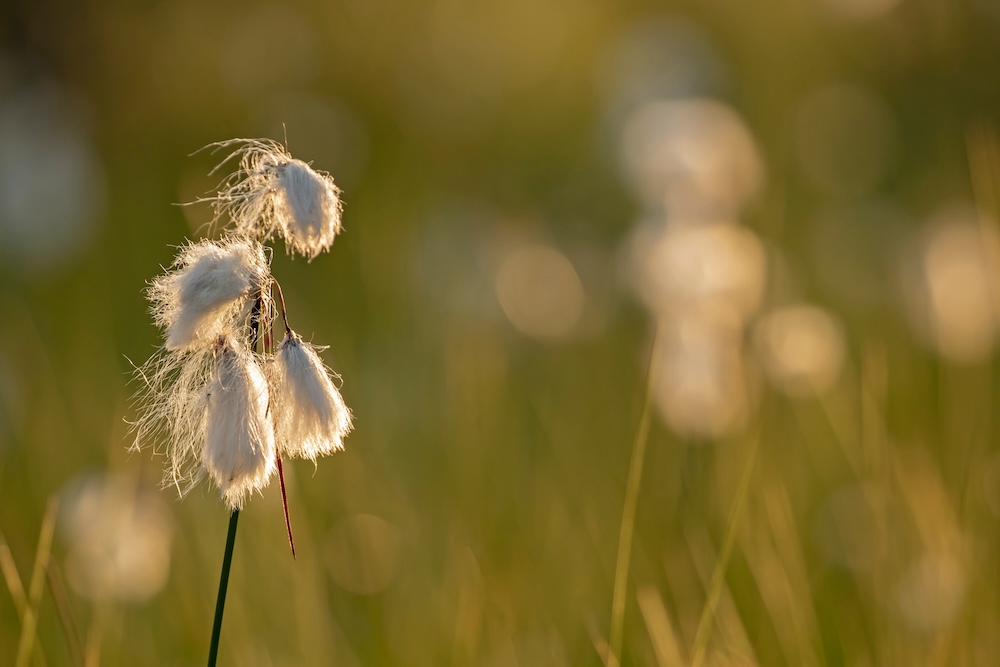 Eriophorum angustifolium kaufen