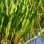 Fluss-Ampfer bestellen