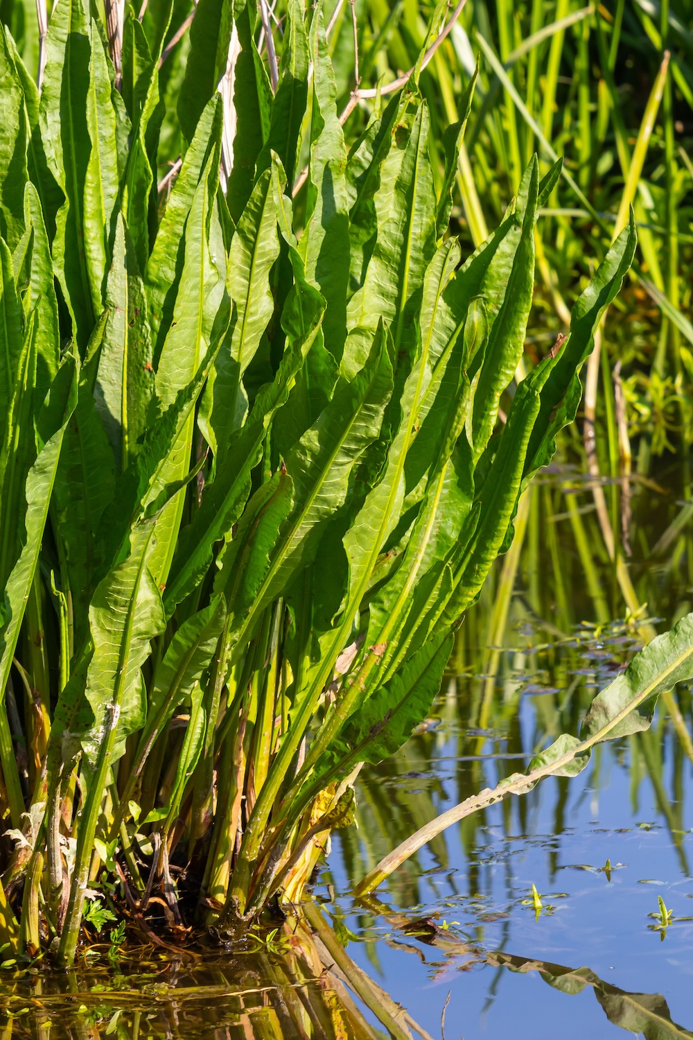 Fluss-Ampfer bestellen