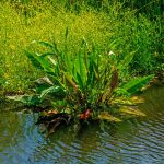 Fluss Ampfer kaufen