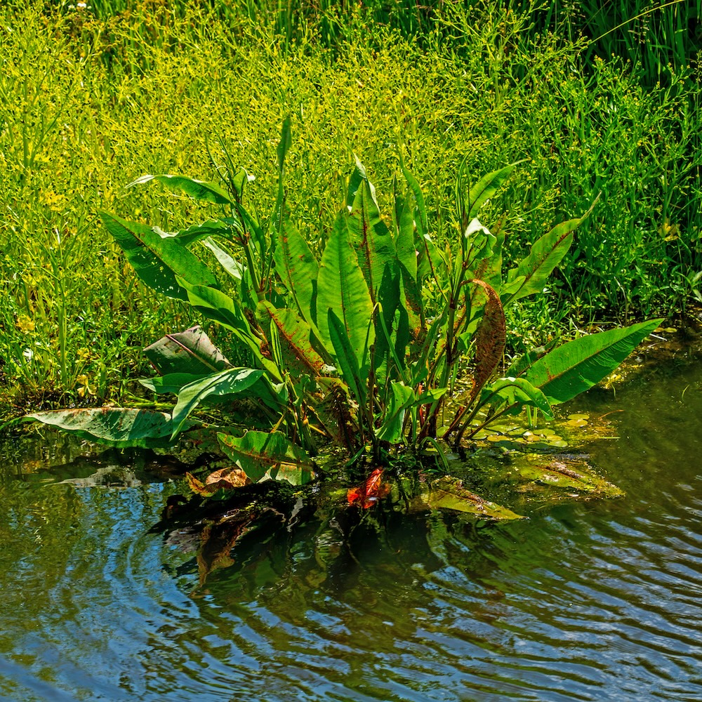 Fluss Ampfer kaufen
