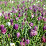 Fritillaria meleagris kaufen