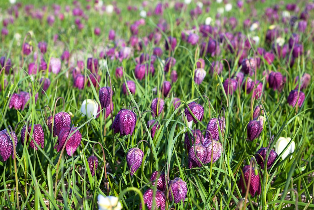 Fritillaria meleagris kaufen