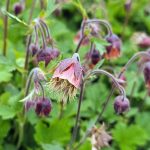 Geum rivale kaufen
