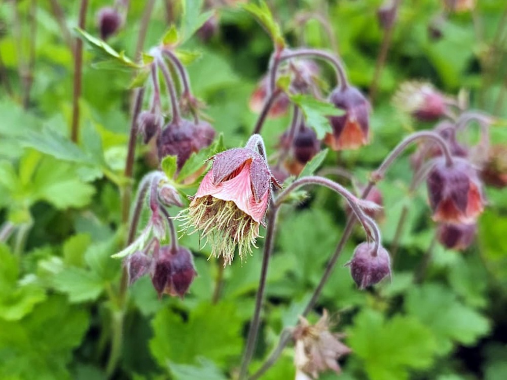 Geum rivale kaufen