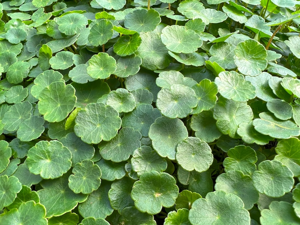 Gewöhnlicher Wassernabel kaufen