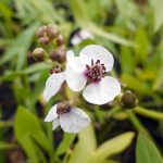 Gewöhnliches Pfeilkraut Blumen