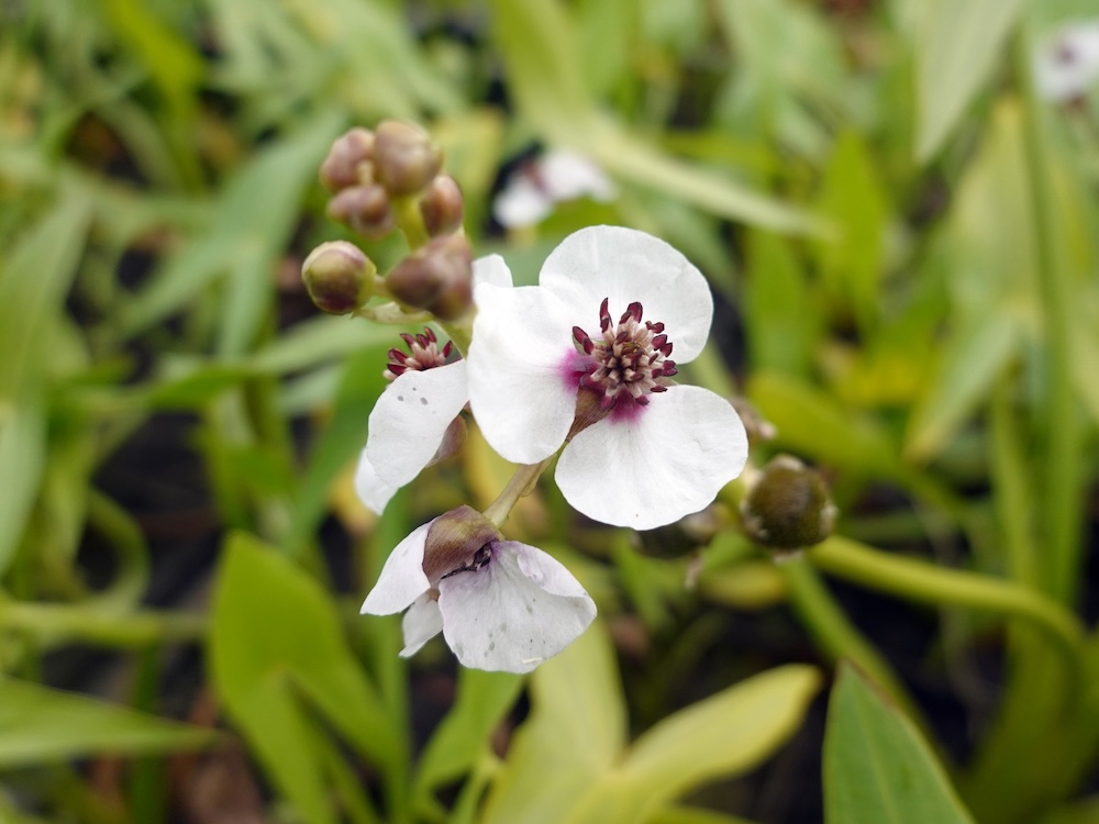 Gewöhnliches Pfeilkraut Blumen