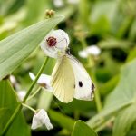 Gewöhnliches Pfeilkraut kaufen