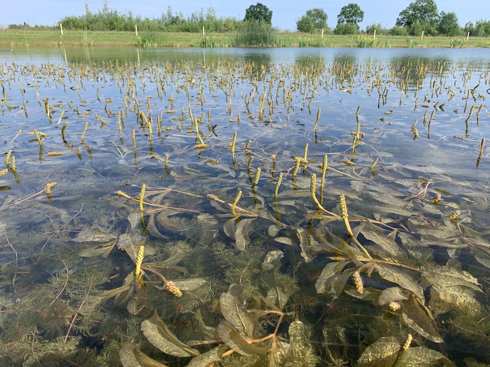 Glänzendes Laichkraut einpflanzen
