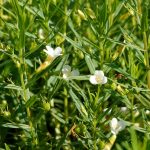 Gratiola officinalis kaufen