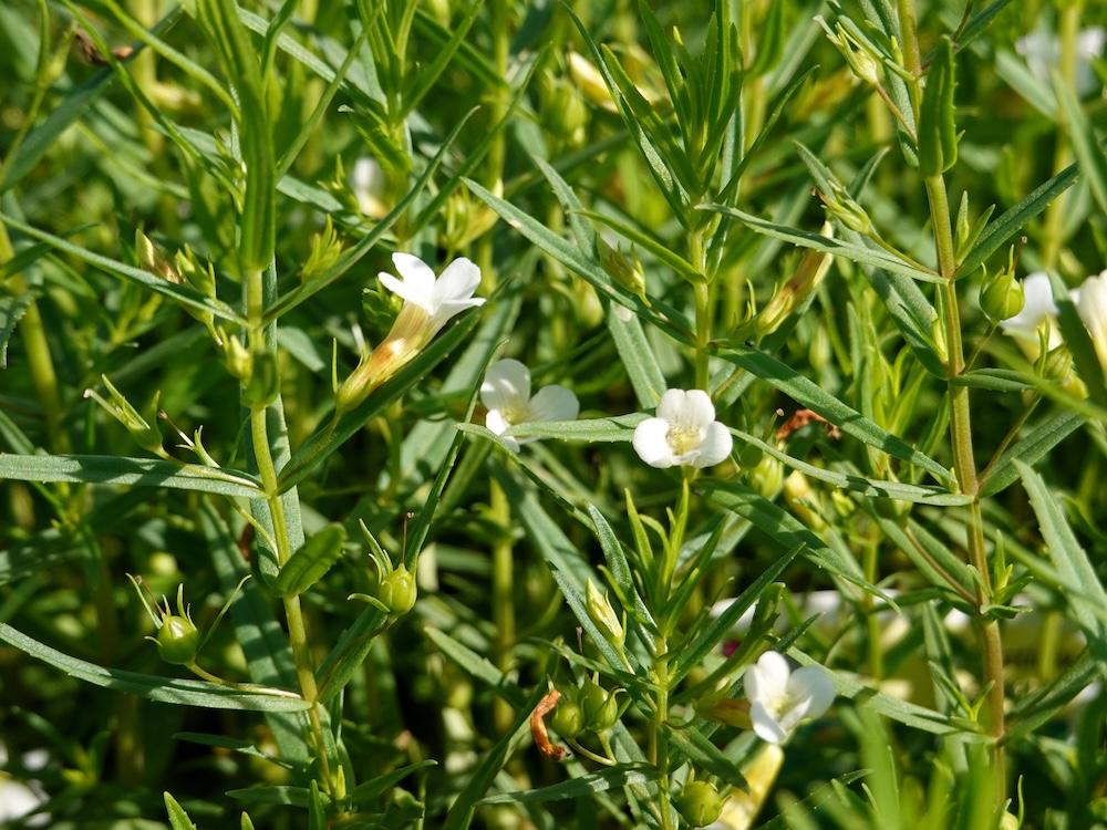 Gratiola officinalis kaufen