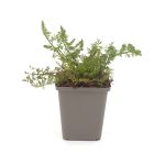 Großer Wasserfenchel aus Töpfen